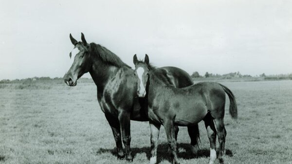 Foundation mare and her foal 