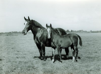 Foundation mare and her foal 