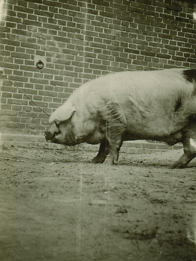 There were pigs on the Sosath farm until the 1990s