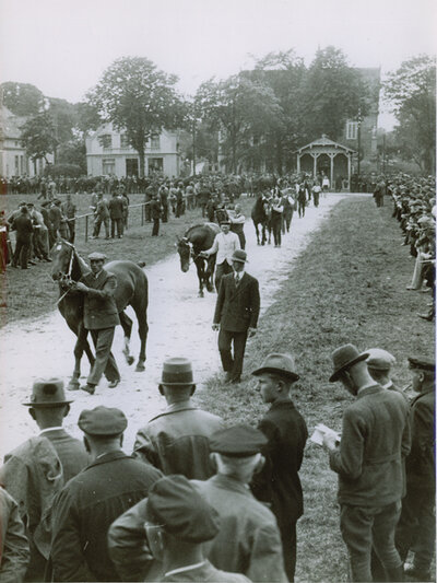 Stallion licensing in the past