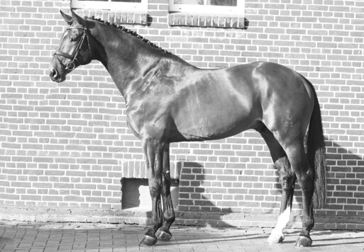 Cador von Catoki aus der Lady Heida II von Landor S - Contender | Züchter: Gerd Sosath, Lemwerder