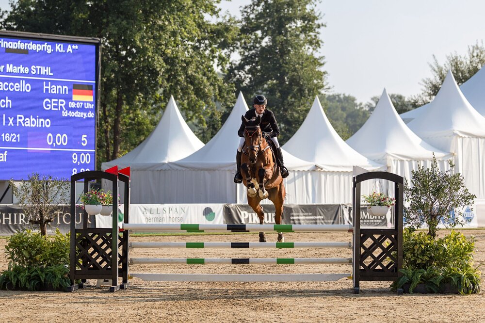 Equitech's Diaccello von Diamant de Plaisir I - Rabino | Züchter: Monika und Carsten Tech