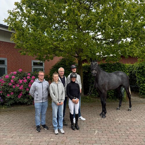 Main Premium Hollywood Dream by Diamant de Plaisir II out of Hollywood by Corlensky G - Landadel | Breeder: Gerd Sosath, Lemwerder