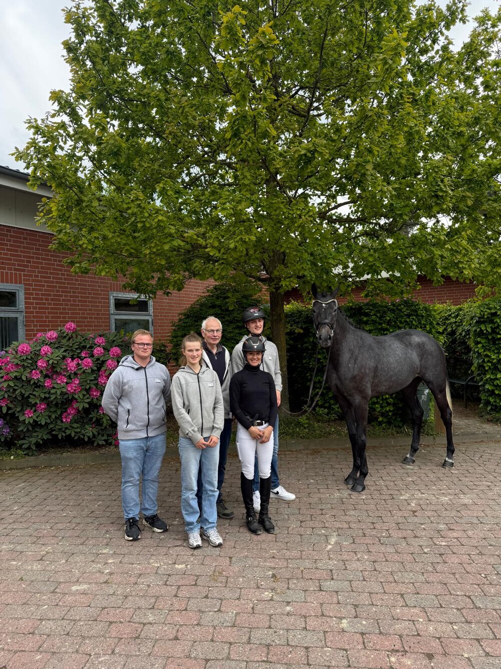 Main Premium Hollywood Dream by Diamant de Plaisir II out of Hollywood by Corlensky G - Landadel | Breeder: Gerd Sosath, Lemwerder