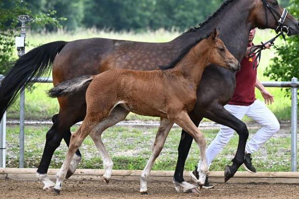 The Blue von Ogano aus der Lasina von Lasino - Lennon | Züchter: Franz Fischer