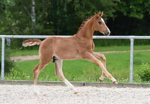 Vinny Piano von Vivaldos aus der Luna Piena B von Belissimo M - Floresco | Züchter: Mattis Max Baier