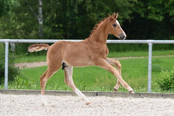 Vinny Piano von Vivaldos aus der Luna Piena B von Belissimo M - Floresco | Züchter: Mattis Max Baier