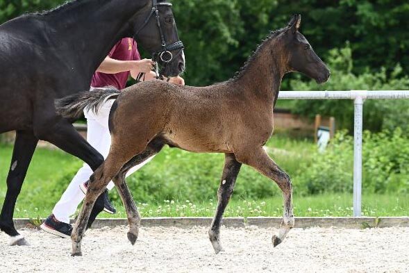 Diamant de Gold von Diamant de Plaisir II aus der Valentina von Stakkato Gold - Friedenstraum | Züchter: Martin und Isabella Joas