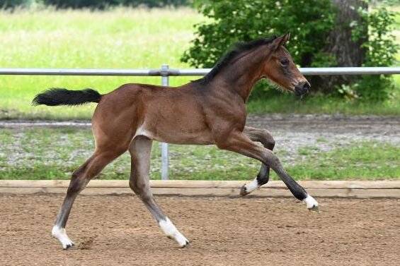 Fortuna von For Dance aus der Nuova Bellissima M von Belissimo M - Contender | Züchter: Franz Fischer