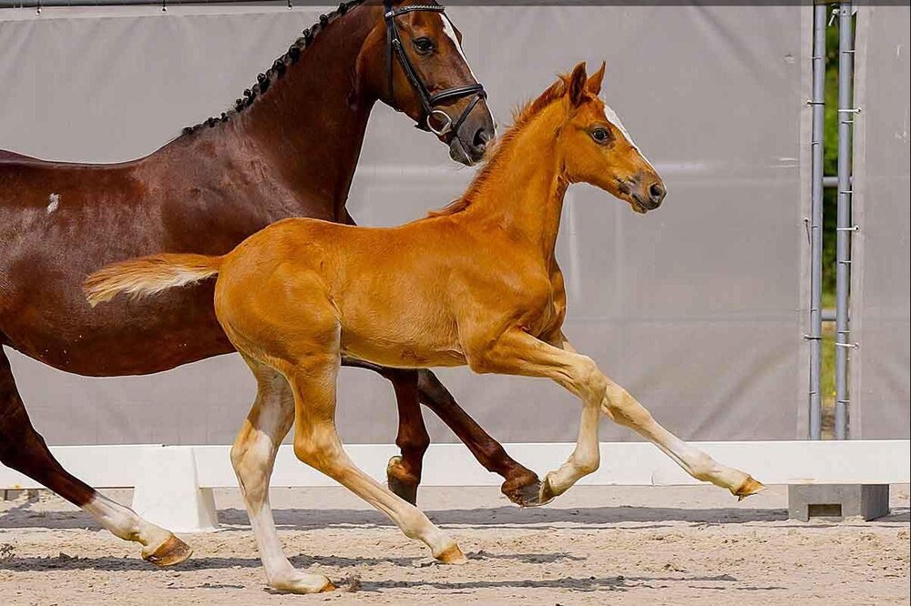 Hengstfohlen von Finishing Touch aus der Meta Methan von Monte Bellini - Accord II | Züchter: ZG Martens, Geestland