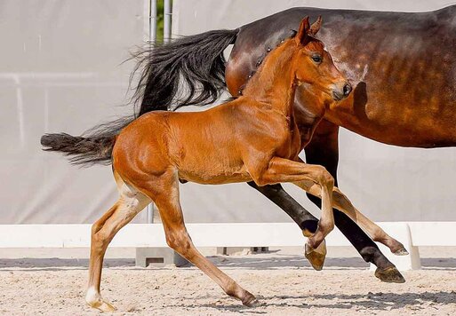 Hengstfohlen von Cador aus der Contessa von Comte - Peter Pan | Züchter: Marc Kottke, Kutenholz