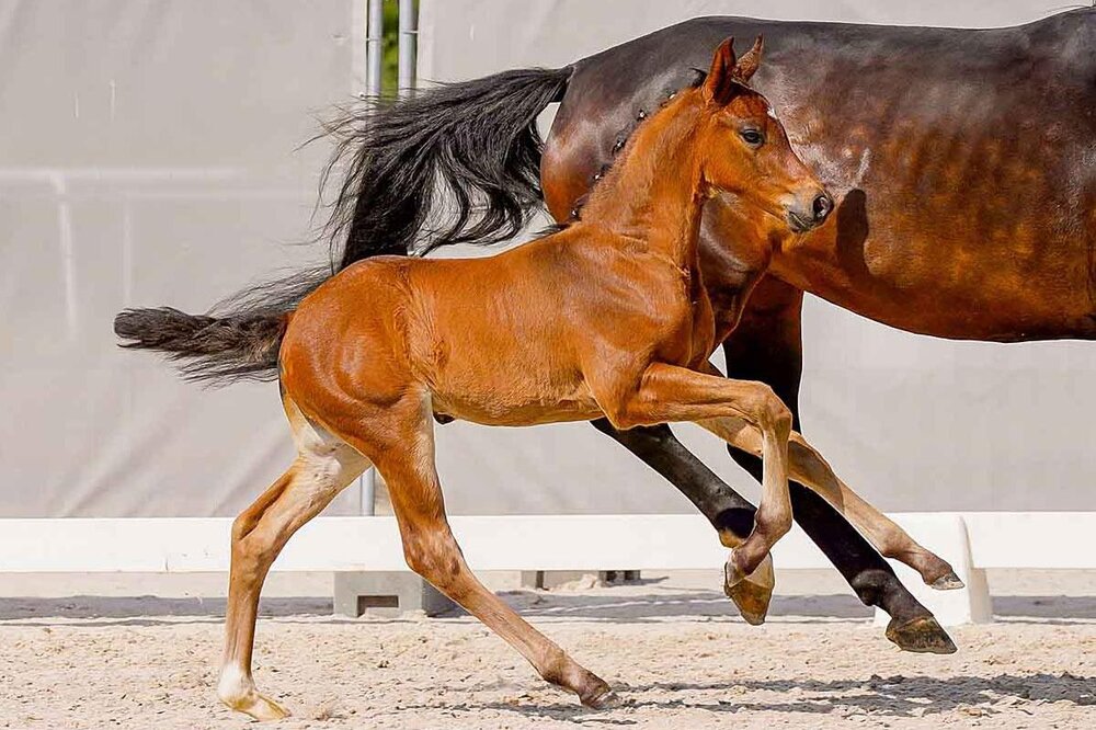 Hengstfohlen von Cador aus der Contessa von Comte - Peter Pan | Züchter: Marc Kottke, Kutenholz