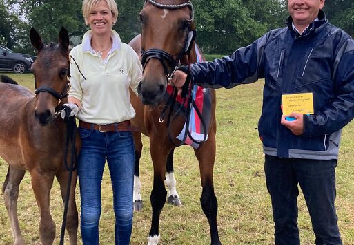 Siegerfohlen des Ostfriesischen Fohlenchampionates von Casino Grande | Züchter: ZG Schau & Dijksterhuis, Hesel