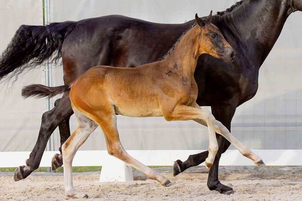 Fantastic Dance by For Dance out of Sandro Lady by Sandro Hit - Donnerhall| Breeder: Dr. Rolf-Peter Schulze, Hoitlingen