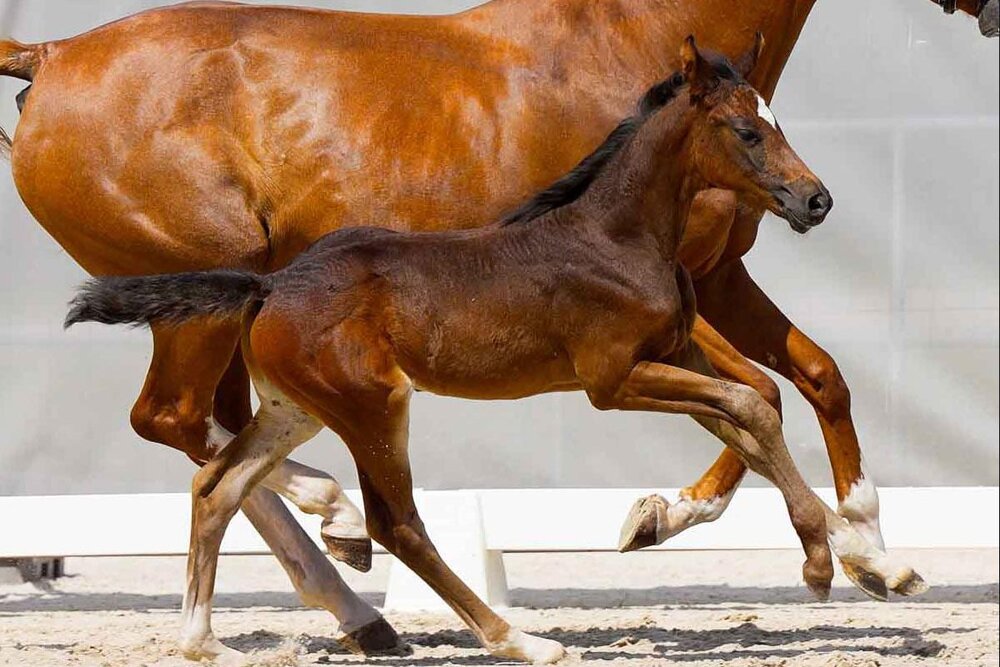 Ohlala by Ogano out of Hann.Pr.St. My Choci by My Blue Pleasure D'Ive Z - Graf Top| Breeder: Jan Frieling,  Hoyerhagen