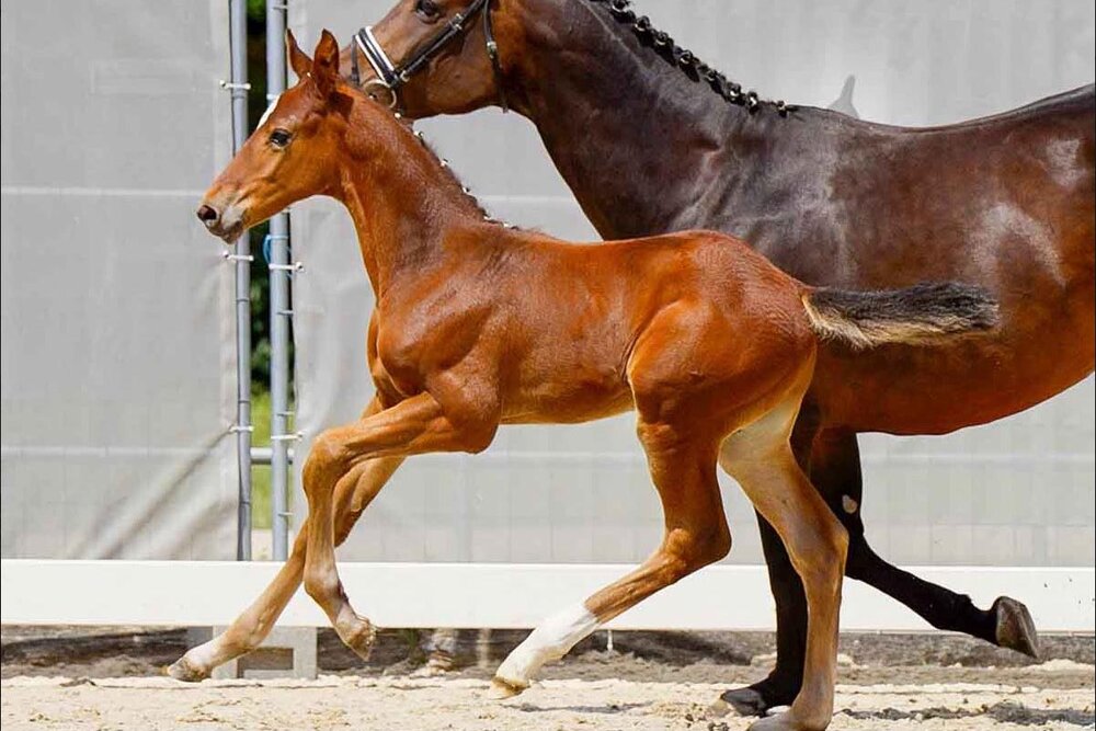 Extra Klasse by Ermitage Kalone out of Hann.Pr.St. Classic Odessa by Cascadello I - Belmundo xx| Breeder: Ludwig Decker Jun., Hohenhameln