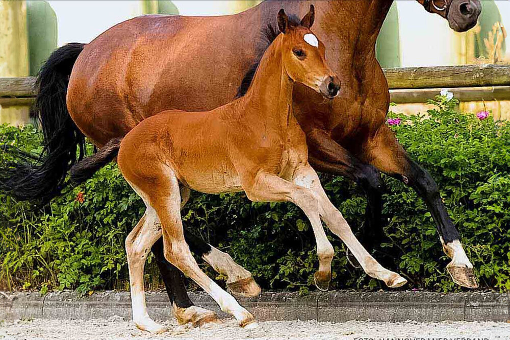 Carinjo by Casino Grande - Check In - Crazy Classic| Breeder:  Dirk Lars Eggers GbR, Hamburg