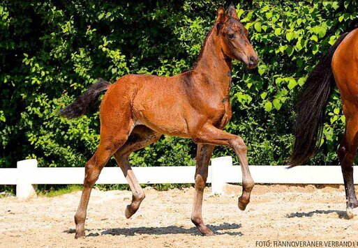 Fräulein Fröhlich von For Dance aus der Destinata von Bretton Woods - Rohdiamant | Züchter: Flora Runge, Ausleben | © Hannoveraner Verband