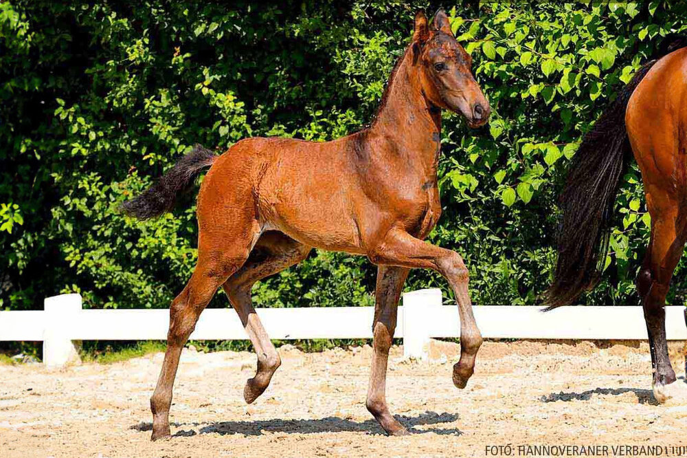 Fräulein Fröhlich by For Dance out of Destinata by Bretton Woods - Rohdiamant | Breeder: Flora Runge, Ausleben | © Hannoveraner Verband