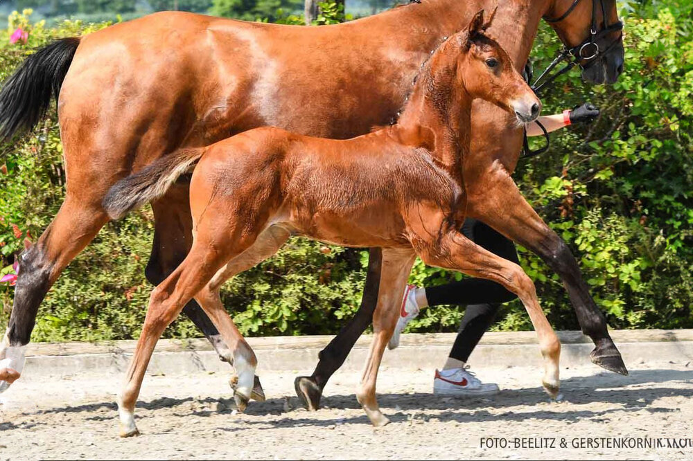 Casablanca by Casino Grande out of Lamiyha by Lord Pizzaro - Watzmann| Breeder:  Ann-Christin Meyer, Scheeßel