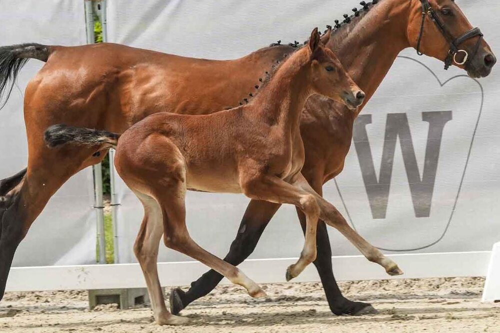 Emotion von Ermitage Kalone aus der Perra v. Pontifex - Christiano | Züchter: Thomas Fester, Werl-Sönnern