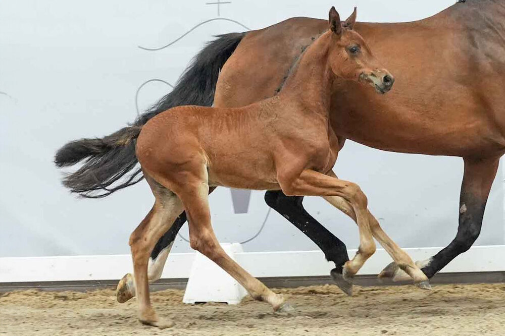 Once in a Lifetime von Ogano aus der Kassiopeia VS v. Cascadello - Cassini I | Züchter: Gestüt Hufenstuhl GbR 51789 Lindlar