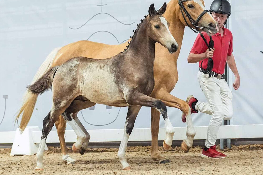 Köhlhorsts Nimmerland von Neverland aus der Köhlhorsts Lorocantara Royale v. DSP Cosmo Royale - Socrates | Züchter: Monika Buckmann, 28790 Schwanewede