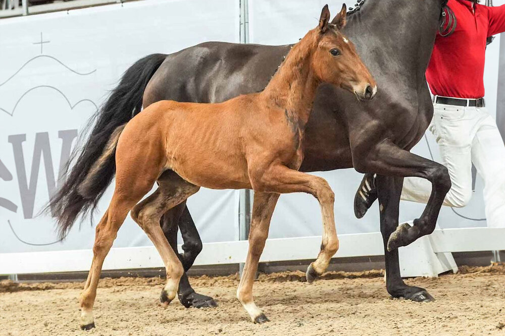 Viktoriella KM v. Vivaldos aus der VbPr Dante's Princess KM v. Dante's Junior - Fürst Romancier | Züchter: ZG Klein/Mömesheim 53773 Hennef
