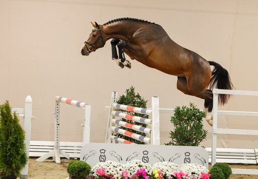 Junghengst von Casino Berlin aus der Gestelle von Toulon - Voltaire | Züchter: Gerd Sosath, Lemwerder