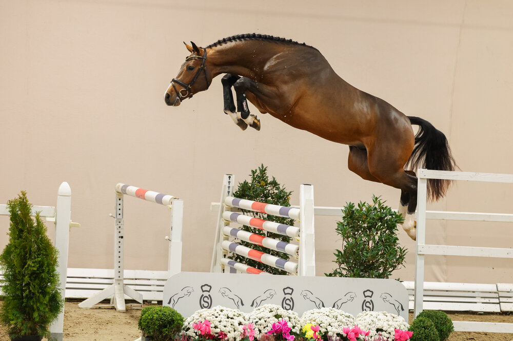 Junghengst von Casino Berlin aus der Gestelle von Toulon - Voltaire | Züchter: Gerd Sosath, Lemwerder