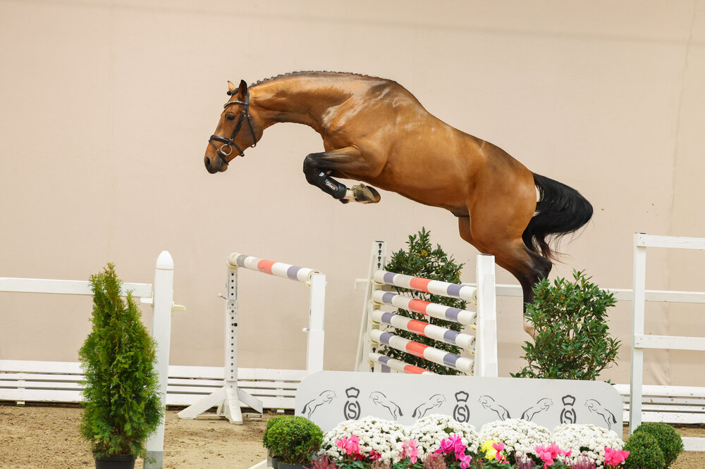 Junghengst von Empire AS aus der Lady Catokia von Catoki - Landor S | Züchter: Gerd Sosath, Lemwerder