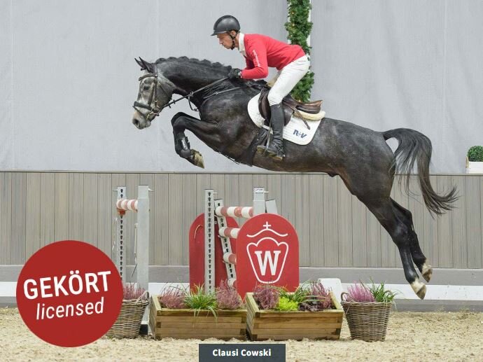 Claus Cowski von Casino Berlin aus der Donna du Lys von Don Diarado - Champion Du Lys | Züchter: Henrik Kösters, Rheine