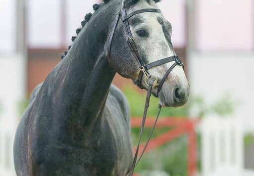 Claus Cowski von Casino Berlin aus der Donna du Lys von Don Diarado - Champion Du Lys | Züchter: Henrik Kösters, Rheine