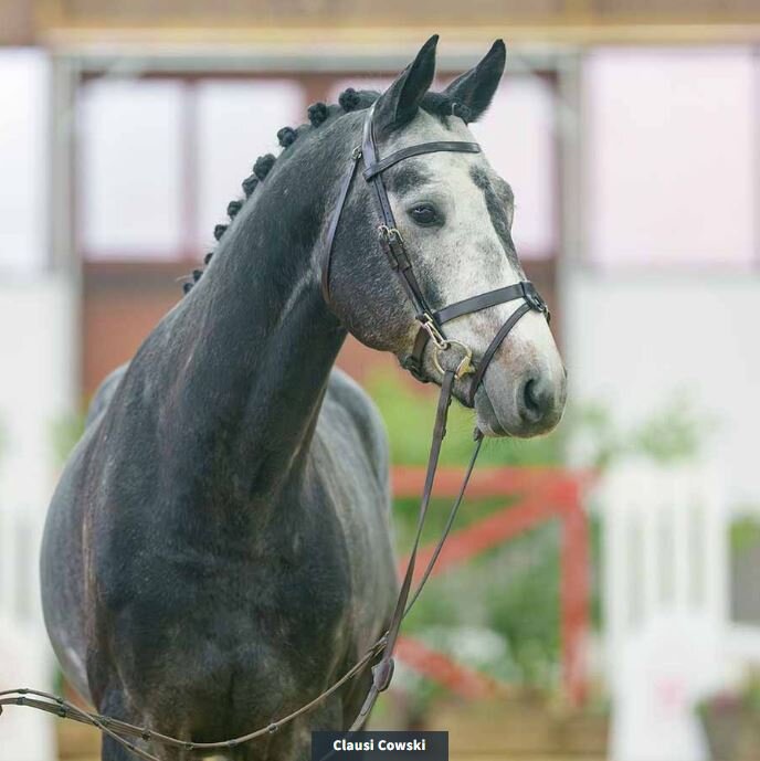 Claus Cowski von Casino Berlin aus der Donna du Lys von Don Diarado - Champion Du Lys | Züchter: Henrik Kösters, Rheine