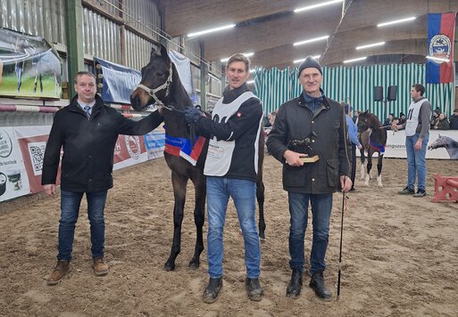 Siegerfohlen von Federer aus der Leevste von Levisonn - Weltmeyer | Züchter: Familie Lagershausen, Berne