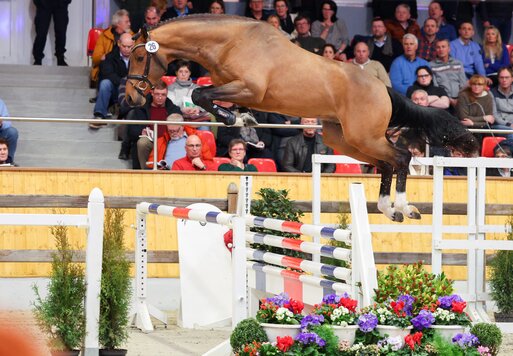 Junghengst von Empire As aus der Lady Catokia von Catoki - Landor S | Züchter: Gerd Sosath, Lemwerder