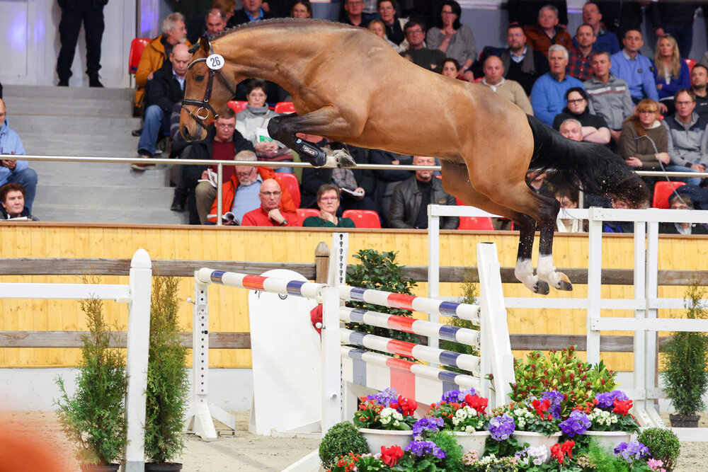 Junghengst von Empire As aus der Lady Catokia von Catoki - Landor S | Züchter: Gerd Sosath, Lemwerder