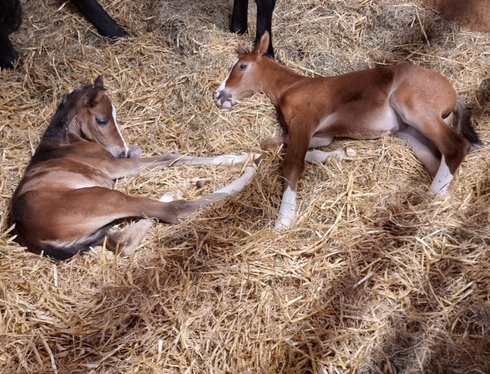 Zwillings-Glück im Zuchthaus Malett-Flues | Züchterin: Ellen Johanna Slegers