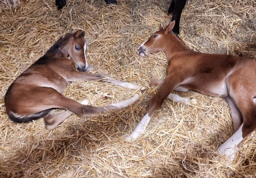 Zwillings-Glück im Zuchthaus Malett-Flues | Züchterin: Ellen Johanna Slegers