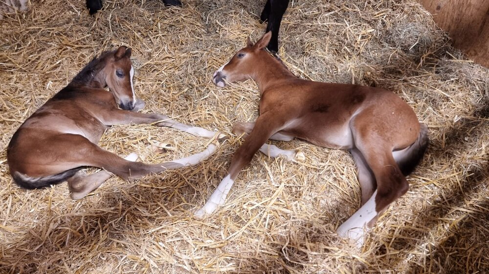 Zwillings-Glück im Zuchthaus Malett-Flues | Züchterin: Ellen Johanna Slegers