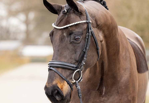 Fincenzo von For Dance aus der Despania von Destano - Baroncelli