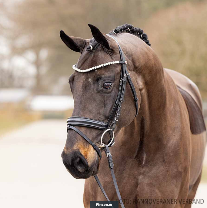 Fincenzo by For Dance out of Despania by Destano - Baroncelli