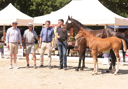 Hengstfohlen von Easy Jet aus der Okay Blue von Ogano - Mr. Blue | Züchter: Gerd Sosath, Lemwerder