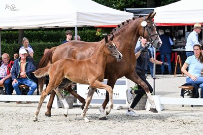 Hengstfohlen von Bon Coeur aus der Quadriga von Quaterback - Stedinger | Züchter: Hendrik Sosath, Lemwerder
