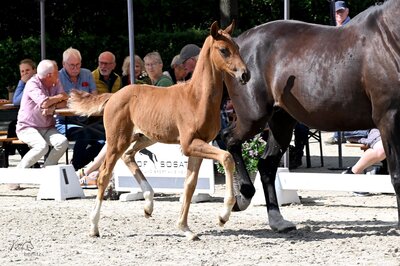 Hengstfohlen von Federer - Vivaldos - Ampère | Züchter: Hendrik Sosath, Lemwerder