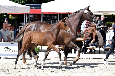 Stutfohlen von Casino Grande - Like Pleasure - Diamant de Semilly | Züchter: Hendrik Sosath, Lemwerder