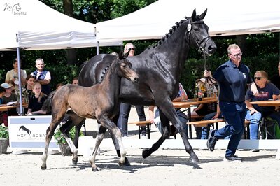 Stutfohlen von Casino Toulon aus der Cadenta von Cador - Quincento | Züchter: Hendrik Sosath, Lemwerder