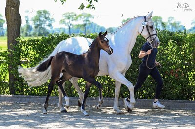 Stutfohlen von Casino Toulon aus der Caty Mc White von Califax - Contender | Züchterin: Nicole Berling, Ankum