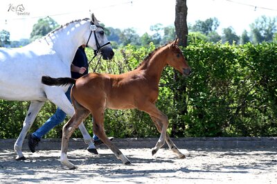 Hengstfohlen von Casino Toulon aus der Kathinka von Levisonn - Landor S | Züchter: Werner Weddehage, Nikolausdorf