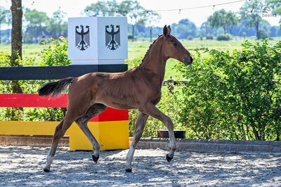 Stutfohlen von Diamant de Plaisir II aus der Limoncella von Casino Berlin - Quality | Züchter: Hendrik Sosath, Lemwerder